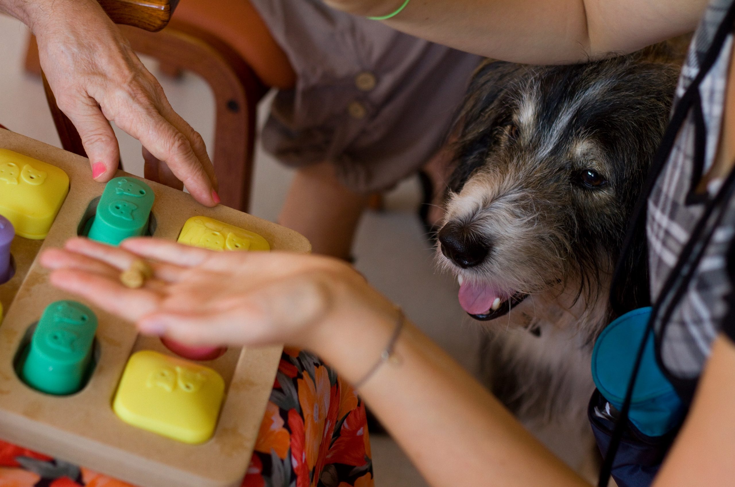 séance de médiation animale avec un chien et un résident EPAD